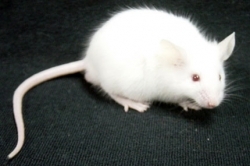 Le Gang de Velours Souris_blanche